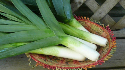 Autumn Giant Leek Onion - 300 Seeds - Tampa Home & Garden Store
