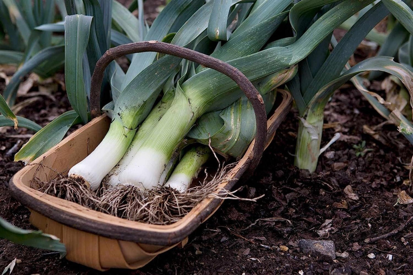 Autumn Giant Leek Onion - 300 Seeds - Tampa Home & Garden Store