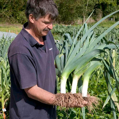 Autumn Giant Leek Onion - 300 Seeds - Tampa Home & Garden Store