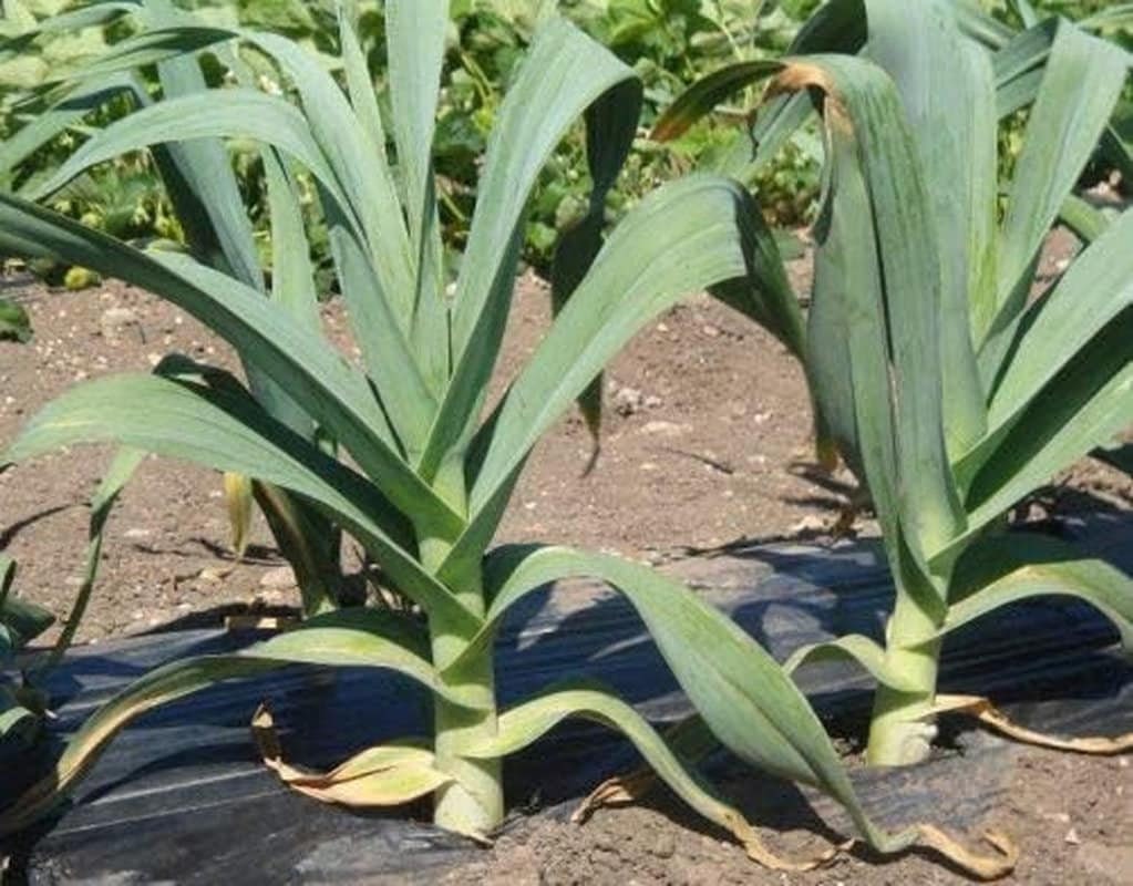 Autumn Giant Leek Onion - 300 Seeds - Tampa Home & Garden Store