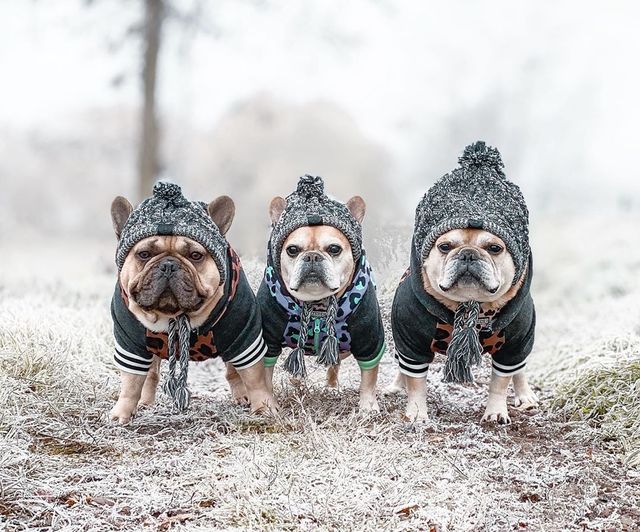 Autumn Winter Warm Knitted Pet Hats With Fluffy Ball - Tampa Home & Garden Store