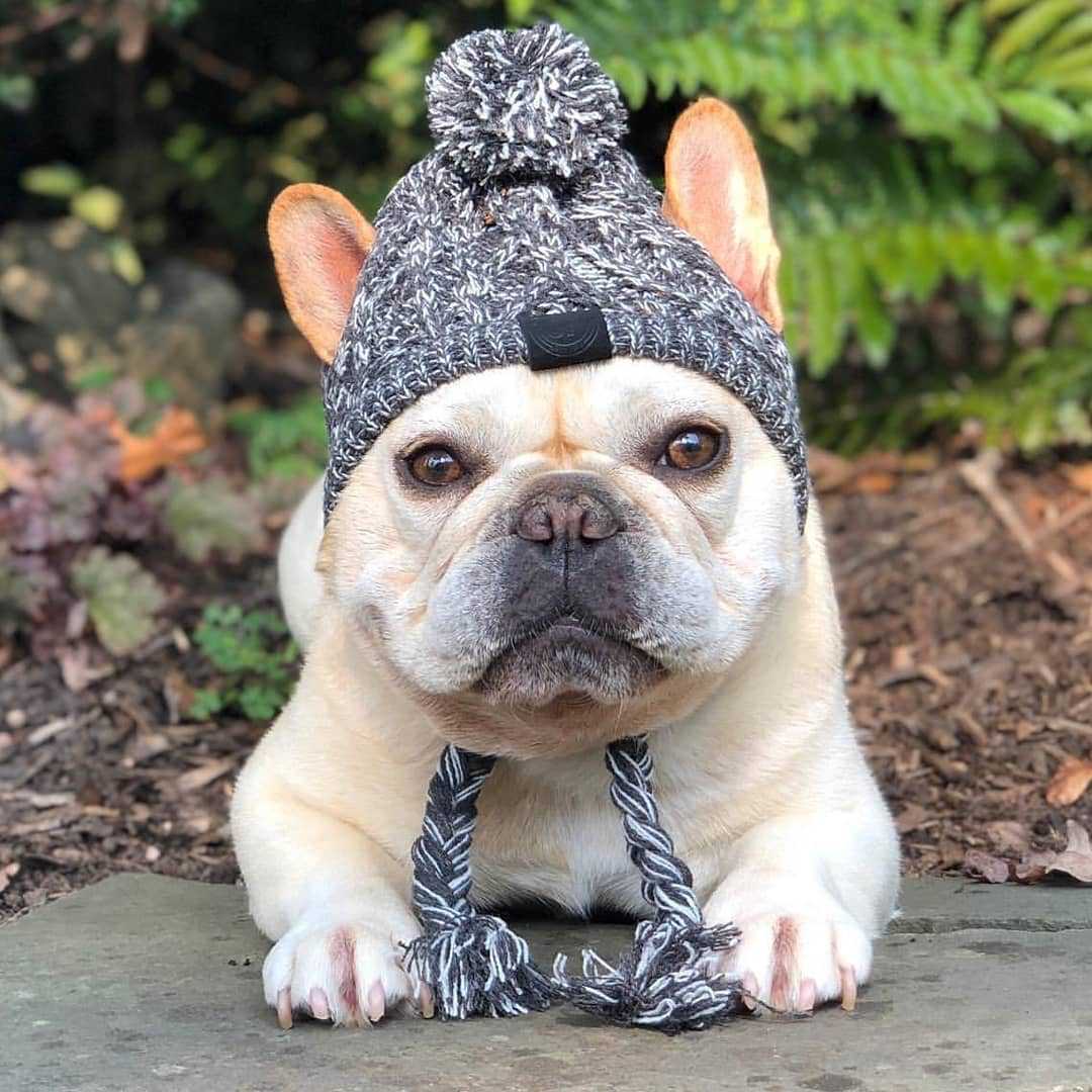 Autumn Winter Warm Knitted Pet Hats With Fluffy Ball - Tampa Home & Garden Store