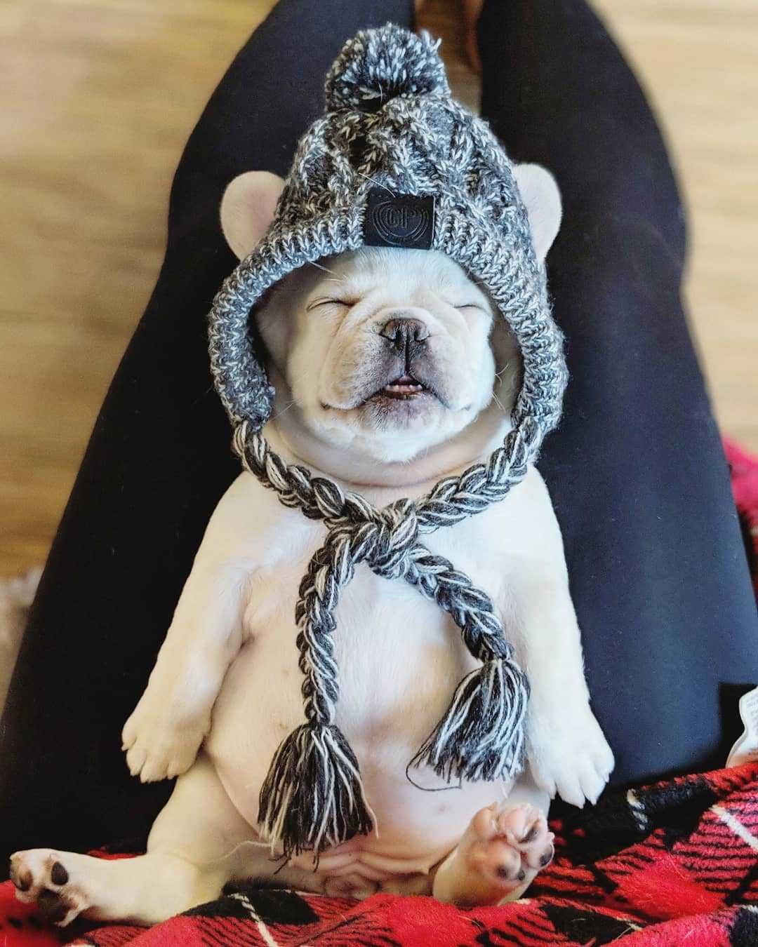 Autumn Winter Warm Knitted Pet Hats With Fluffy Ball - Tampa Home & Garden Store