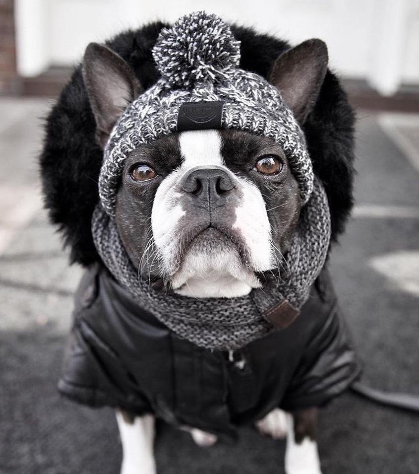 Autumn Winter Warm Knitted Pet Hats With Fluffy Ball - Tampa Home & Garden Store