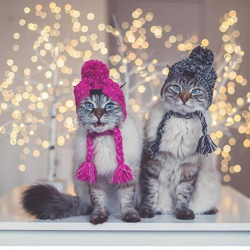 Autumn Winter Warm Knitted Pet Hats With Fluffy Ball - Tampa Home & Garden Store