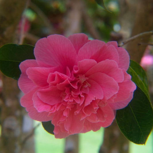 Autumn Spirit Camellia plant pink bloom with green leaves for outdoor display on Tampa Home & Garden Store