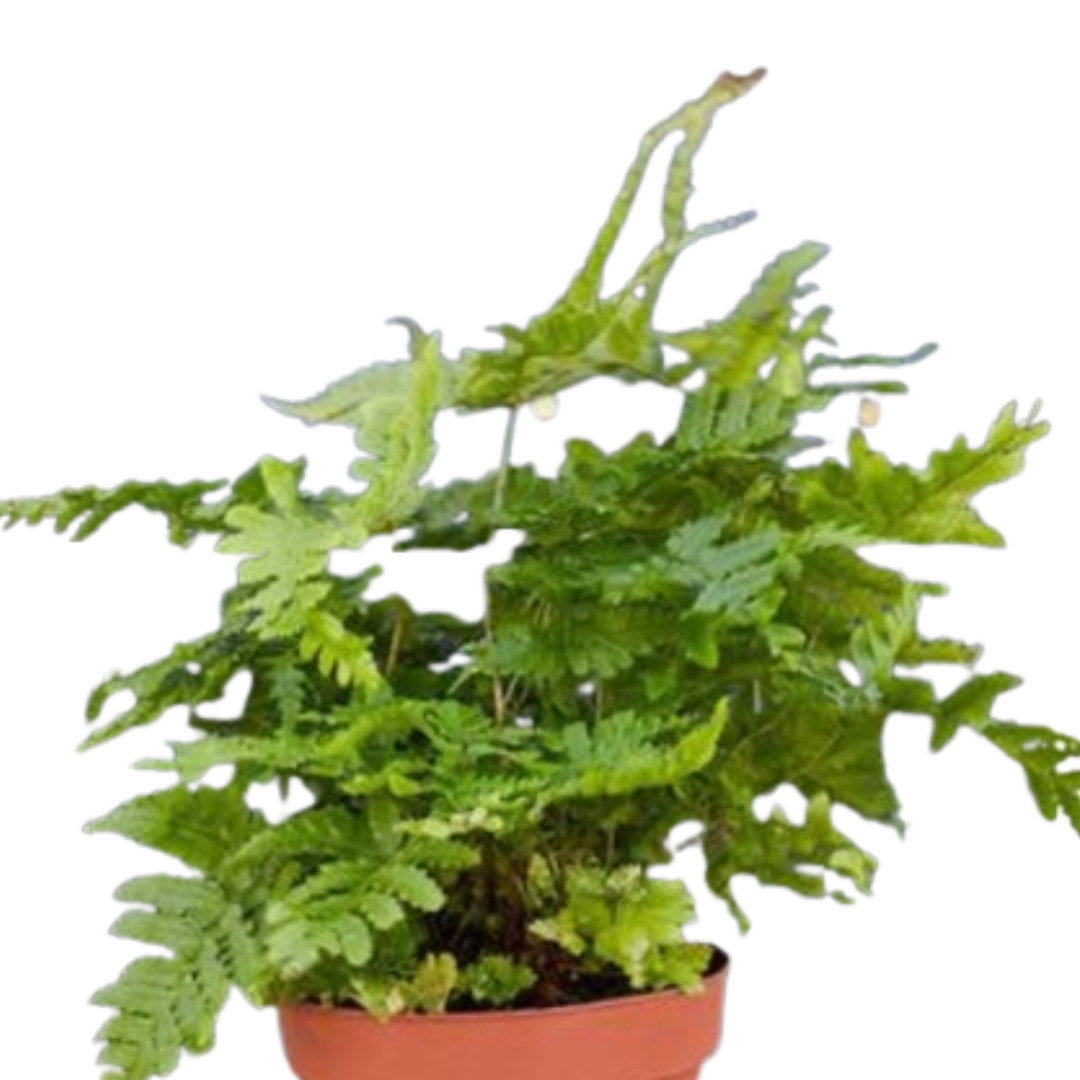 Autumn Fern in a 4-inch nursery pot, vibrant green fronds, Rooted Treasures Farms on Tampa Home & Garden Store