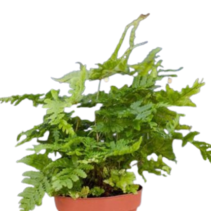Autumn Fern in a 4-inch nursery pot, vibrant green fronds, Rooted Treasures Farms on Tampa Home & Garden Store