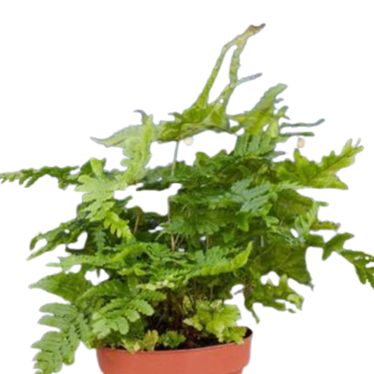 Autumn Fern in a 4-inch nursery pot, vibrant green fronds, Rooted Treasures Farms on Tampa Home & Garden Store