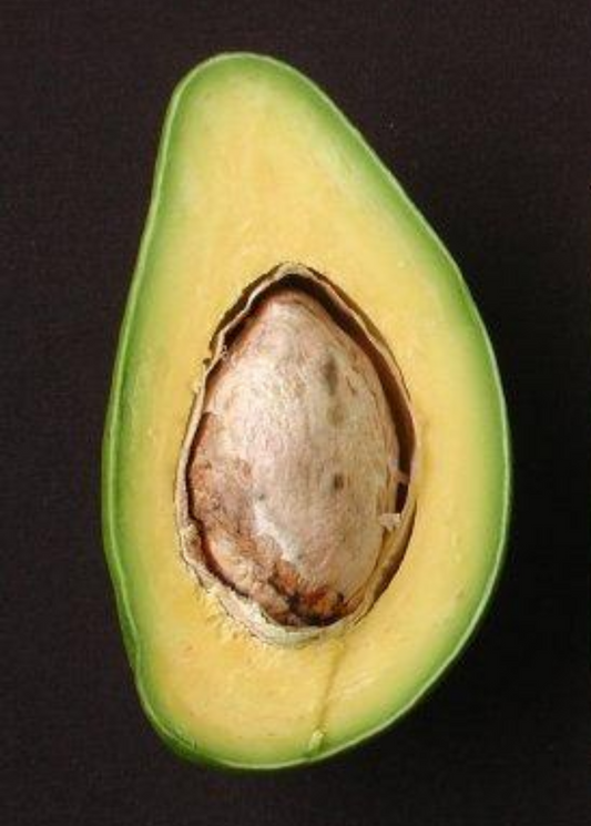 Avocado 'Catalina' (Persia americana) - Tampa Home & Garden Store