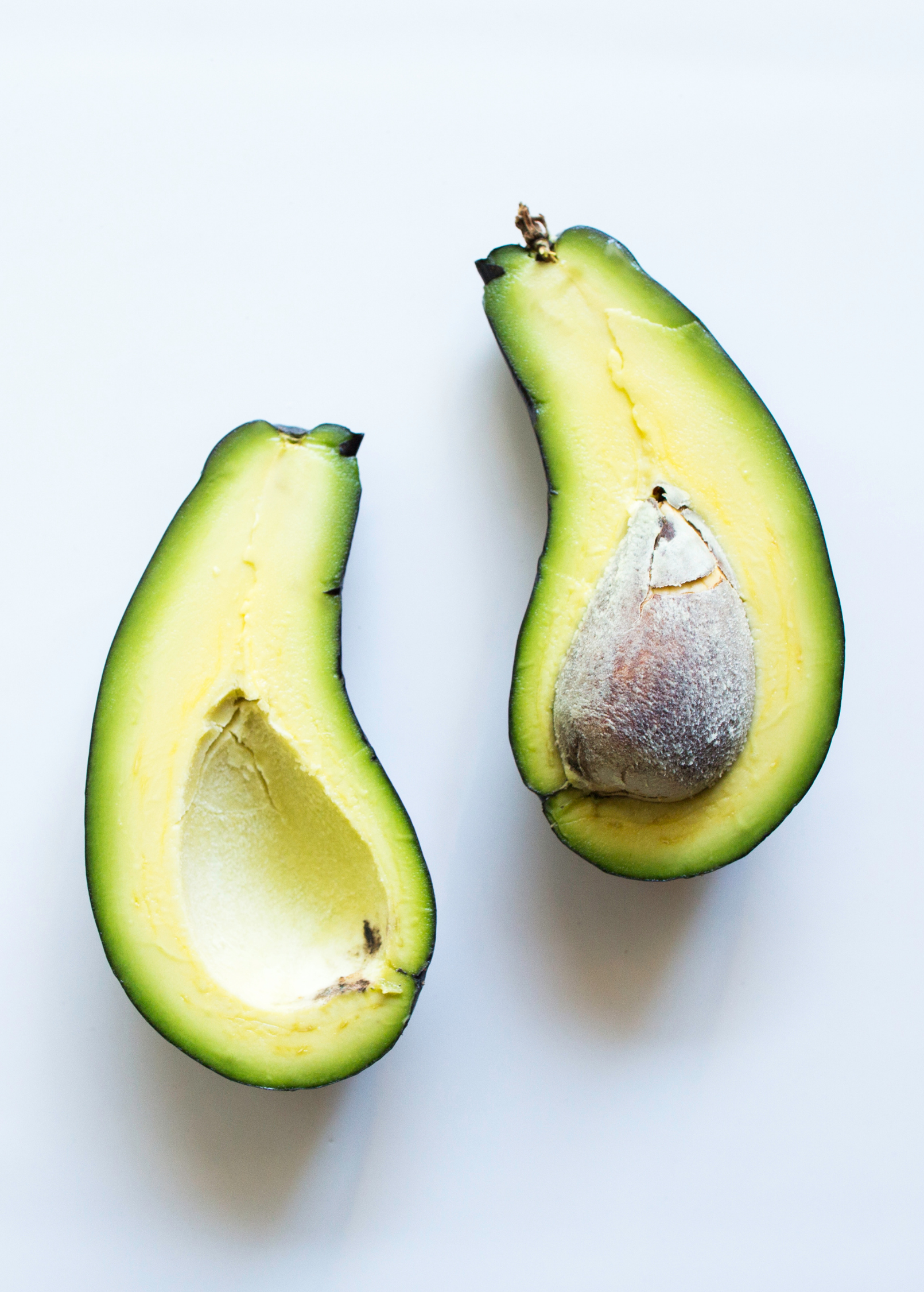 Avocado 'Mexicola' (Persea americana) - Tampa Home & Garden Store