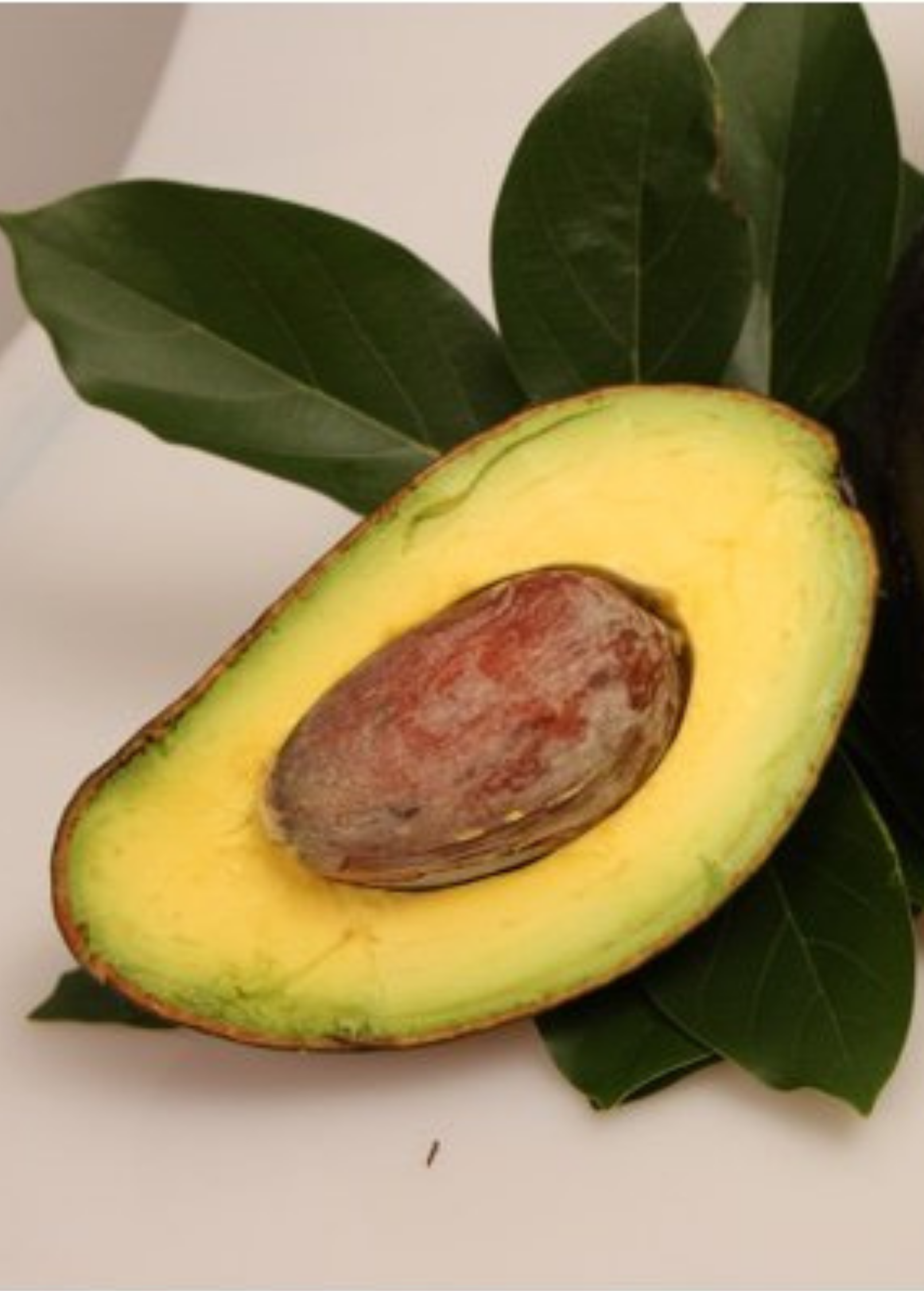 Avocado 'Oro Negro' (Persea americana) - Tampa Home & Garden Store