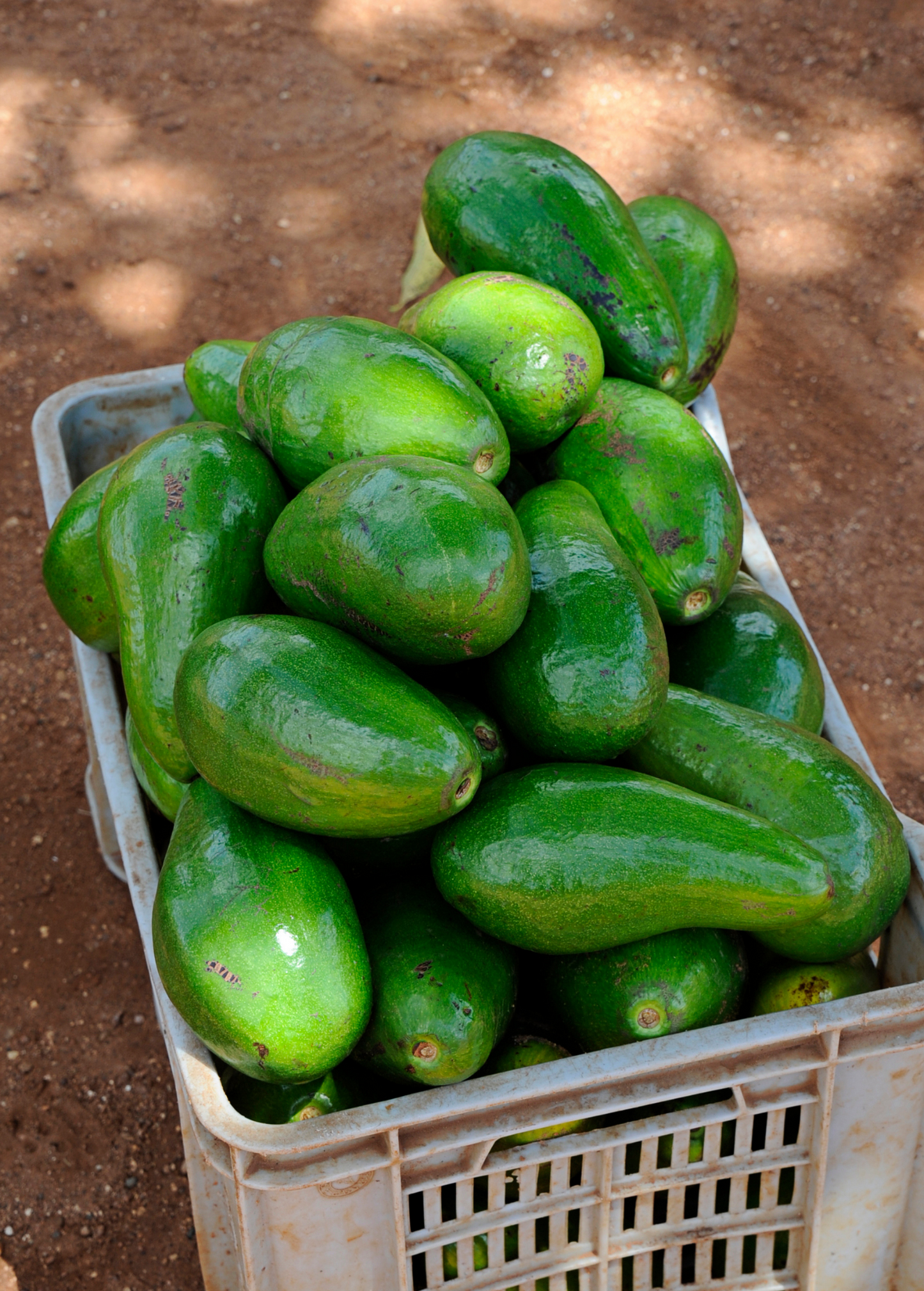 Avocado 'Choquette' (Persia americana) - Tampa Home & Garden Store
