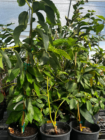 Avocado 'Choquette' (Persia americana) - Tampa Home & Garden Store