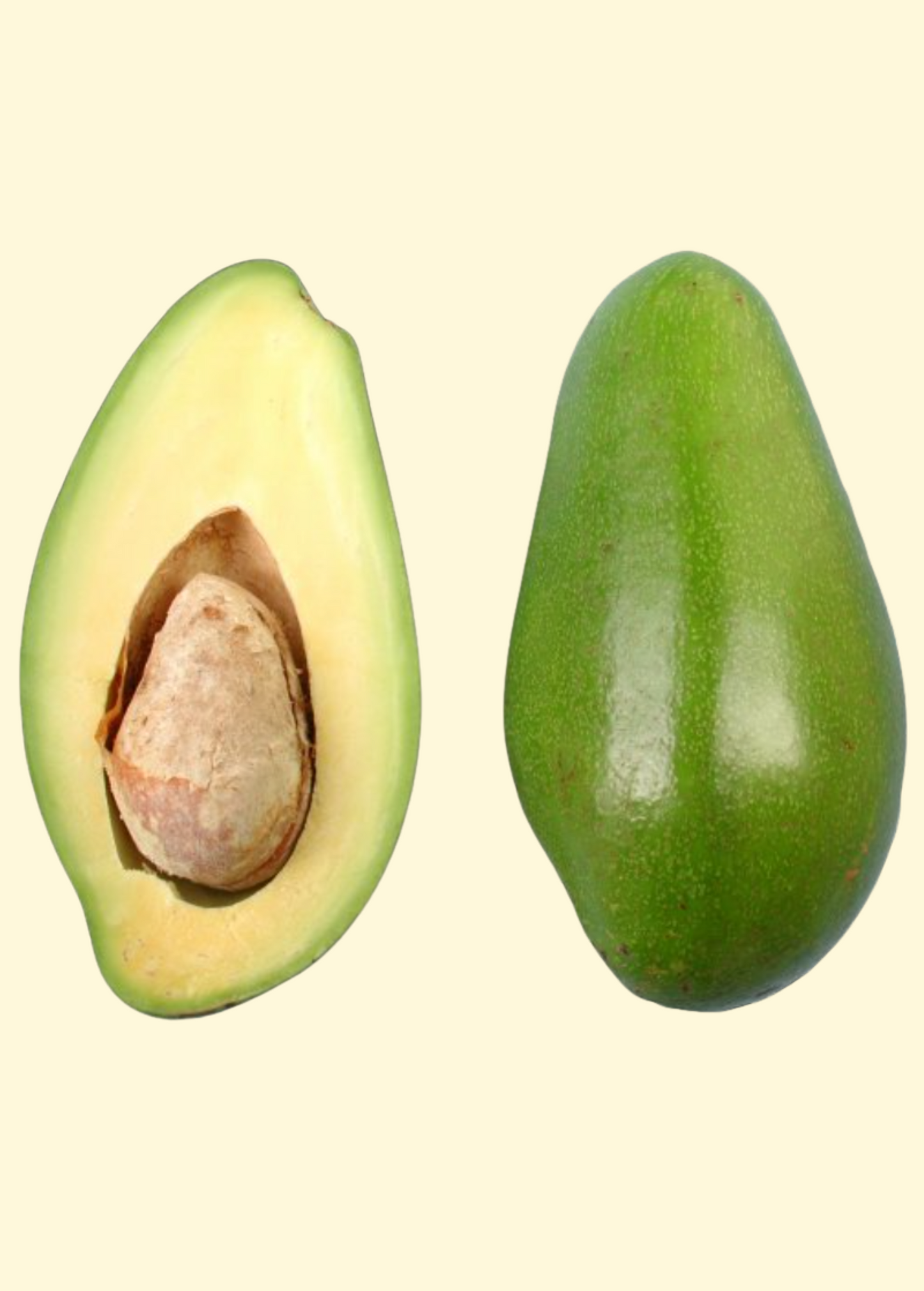 Avocado 'Donnie' (Persia americana) - Tampa Home & Garden Store