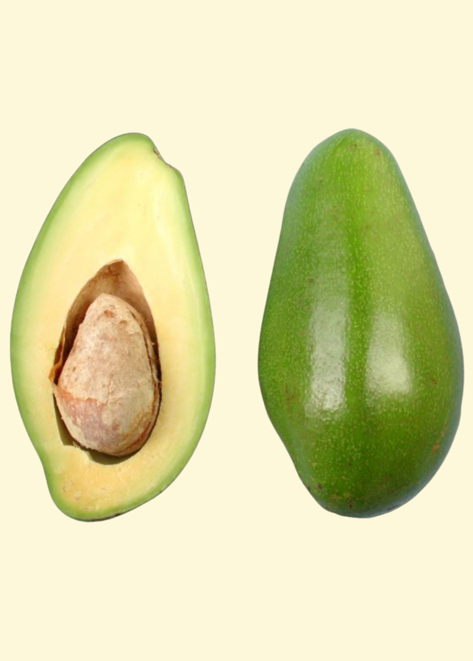 Avocado 'Donnie' (Persia americana) - Tampa Home & Garden Store