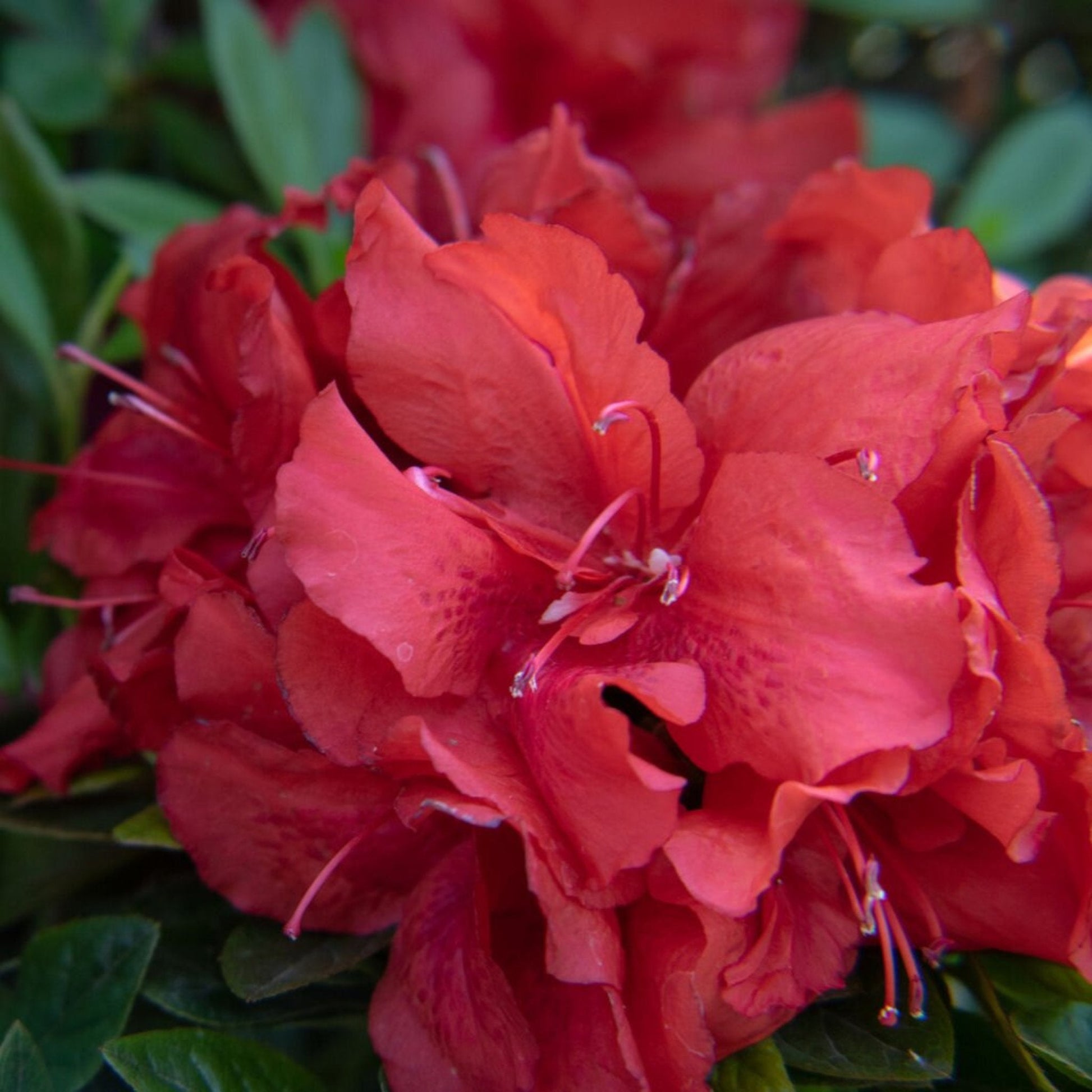 Ever After Ruby Reblooming Azalea plant with vivid red blooms and green leaves on Tampa Home & Garden Store