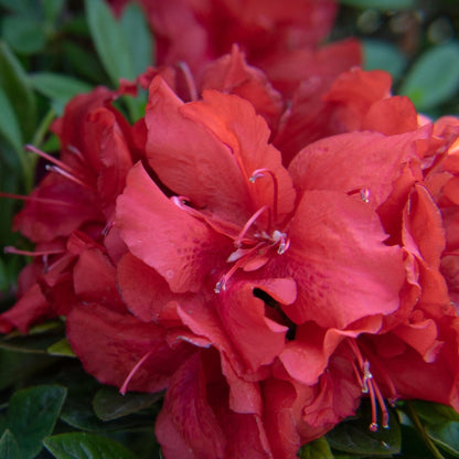 Ever After Ruby Reblooming Azalea plant with vivid red blooms and green leaves on Tampa Home & Garden Store
