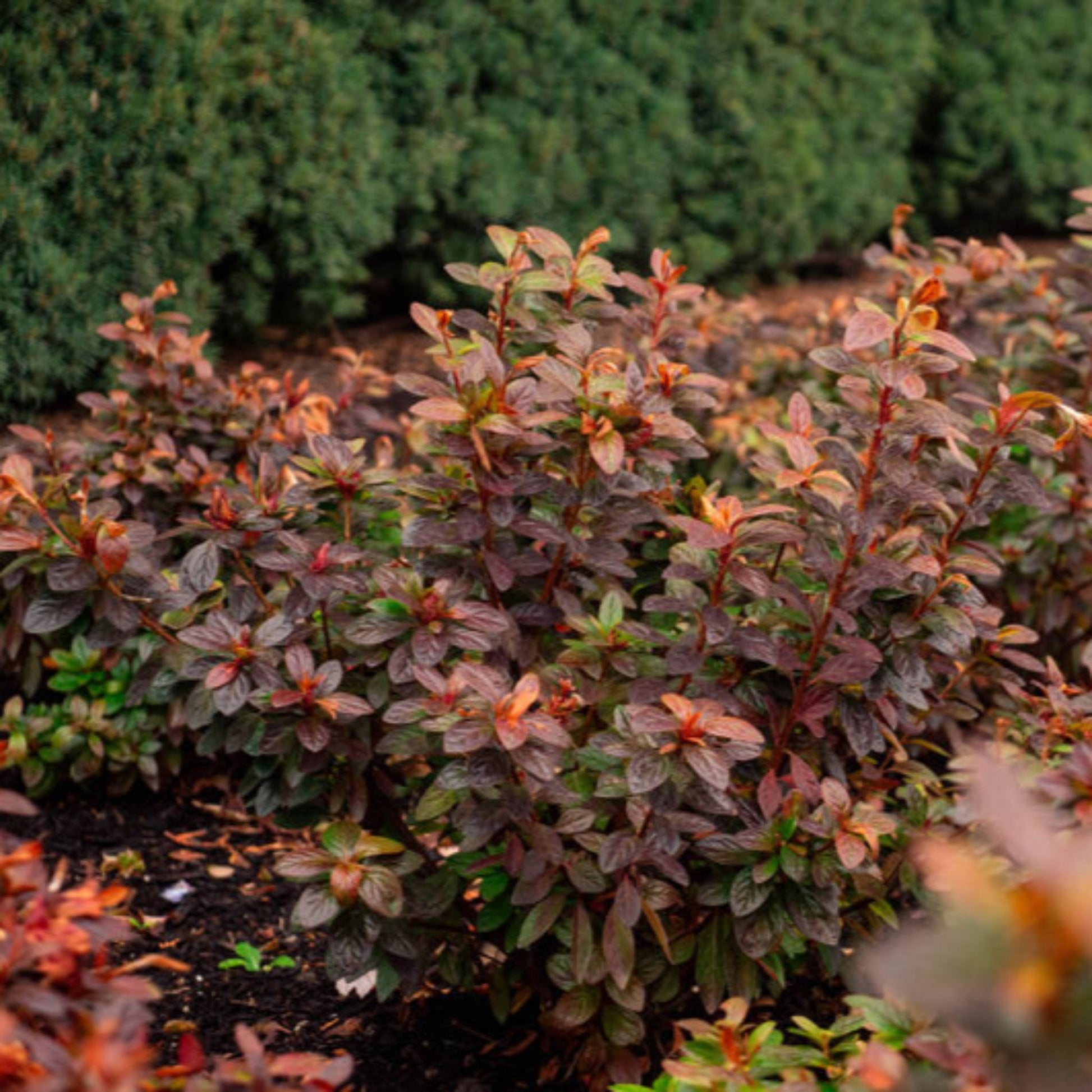 Ever After™ Ruby Reblooming Azalea plant with red foliage in outdoor bed Live Good Logistics on Tampa Home & Garden Store