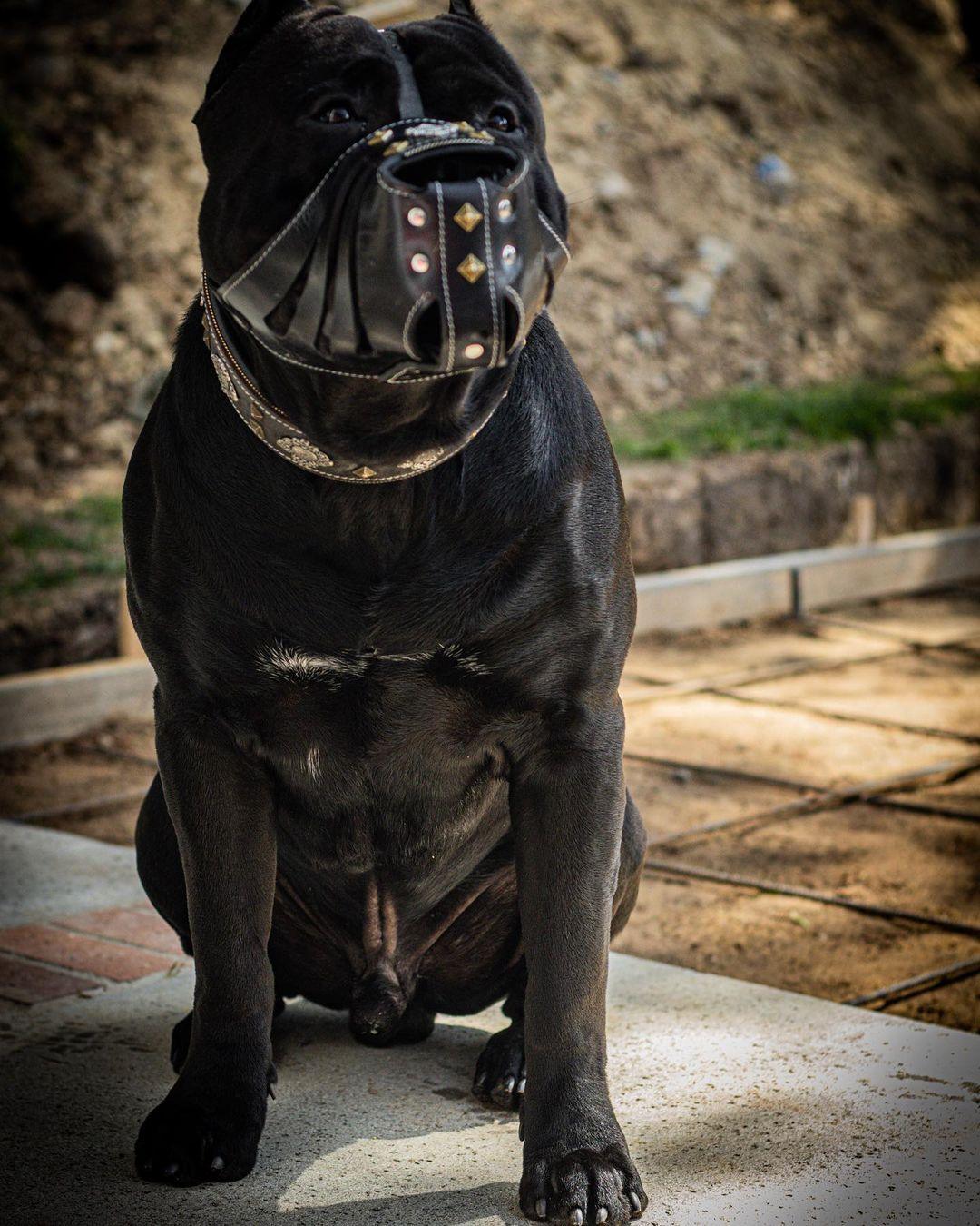 ''Aztec'' Basket Muzzle Black - Tampa Home & Garden Store