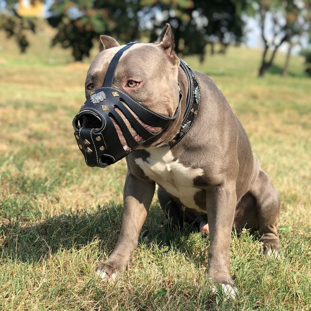 ''Aztec'' Dark Brown Basket Muzzle - Tampa Home & Garden Store