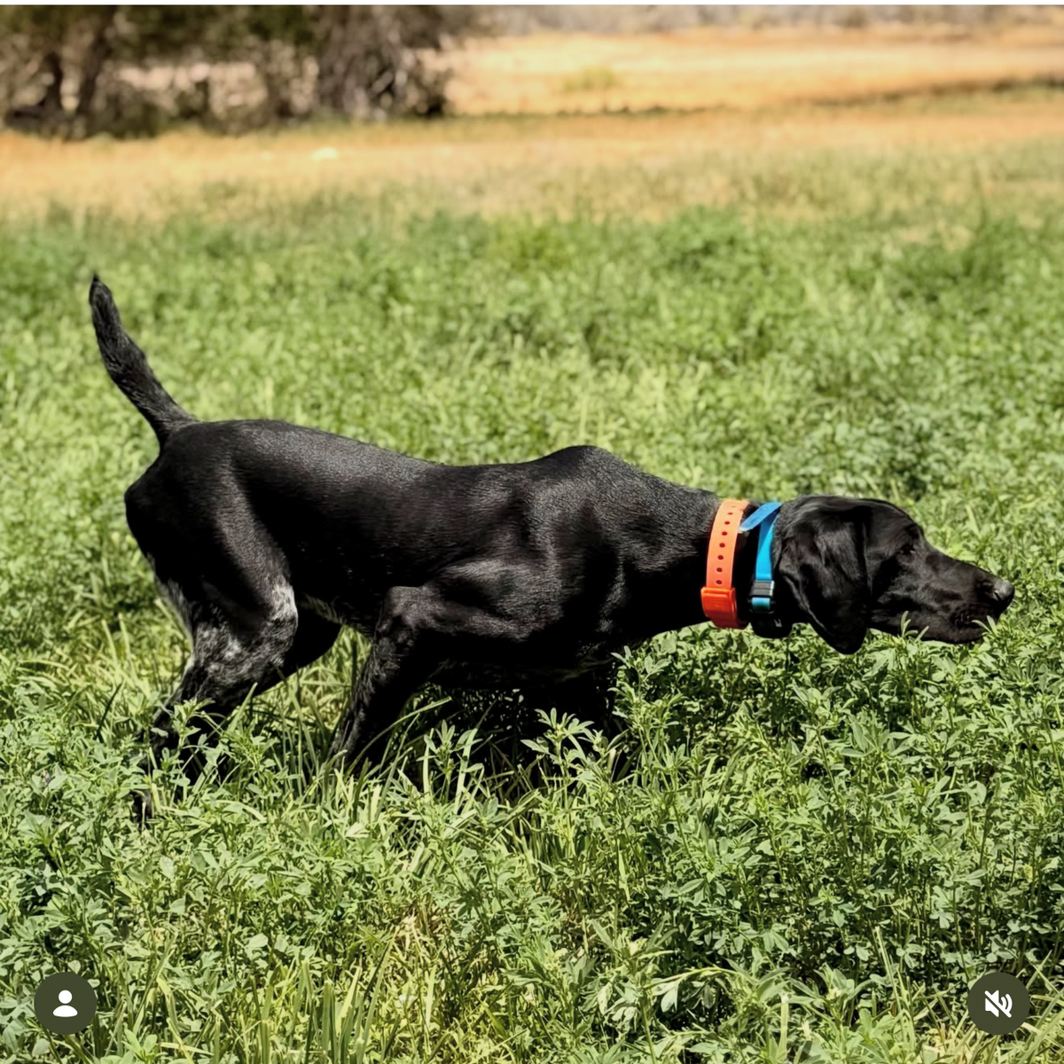FIELD COLLAR by Hoss Straps for hunting dogs; orange collar with blue tag on black dog on Tampa Home & Garden Store