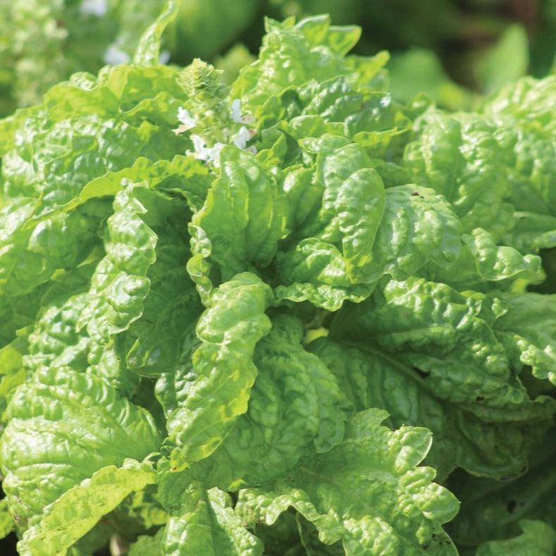Mammoth Basil seeds plant with large green leaves Seedtime Store seeds on Tampa Home & Garden Store