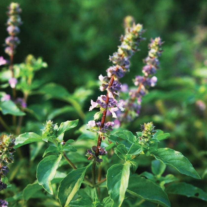 Holy Basil seeds Seedtime Store; Tulsi plant with green leaves and purple flower spikes on Tampa Home & Garden Store