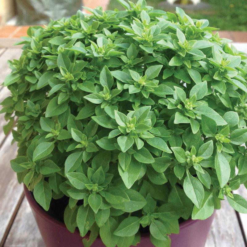 Dwarf Greek Basil plant in a purple pot with dense green leaves Seedtime Store on Tampa Home & Garden Store