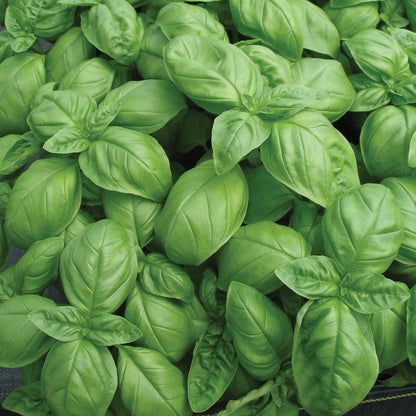 Genovese Basil leaves close-up; vibrant green, glossy, large leaves on Tampa Home & Garden Store