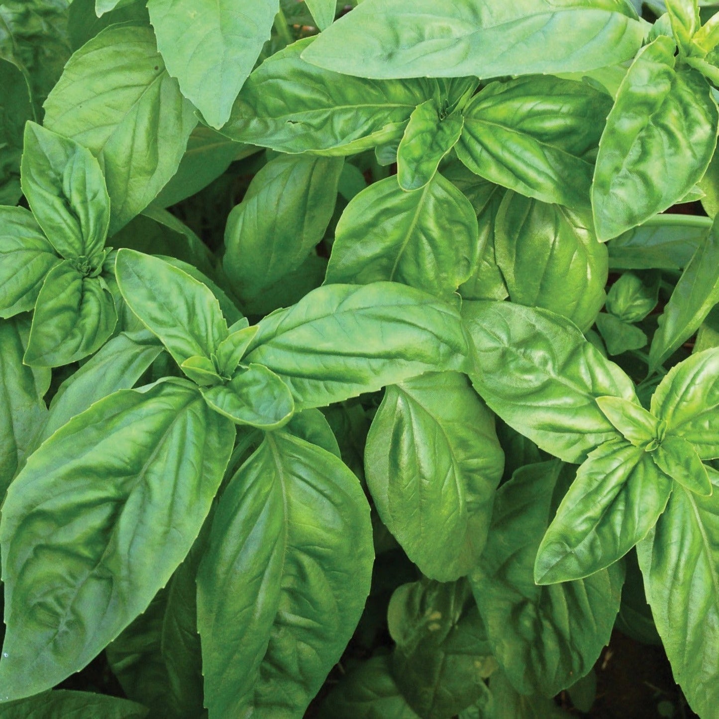 Italian Large Leaf Basil leaves, vibrant green herb with glossy veins, Seedtime Store seeds on Tampa Home & Garden Store