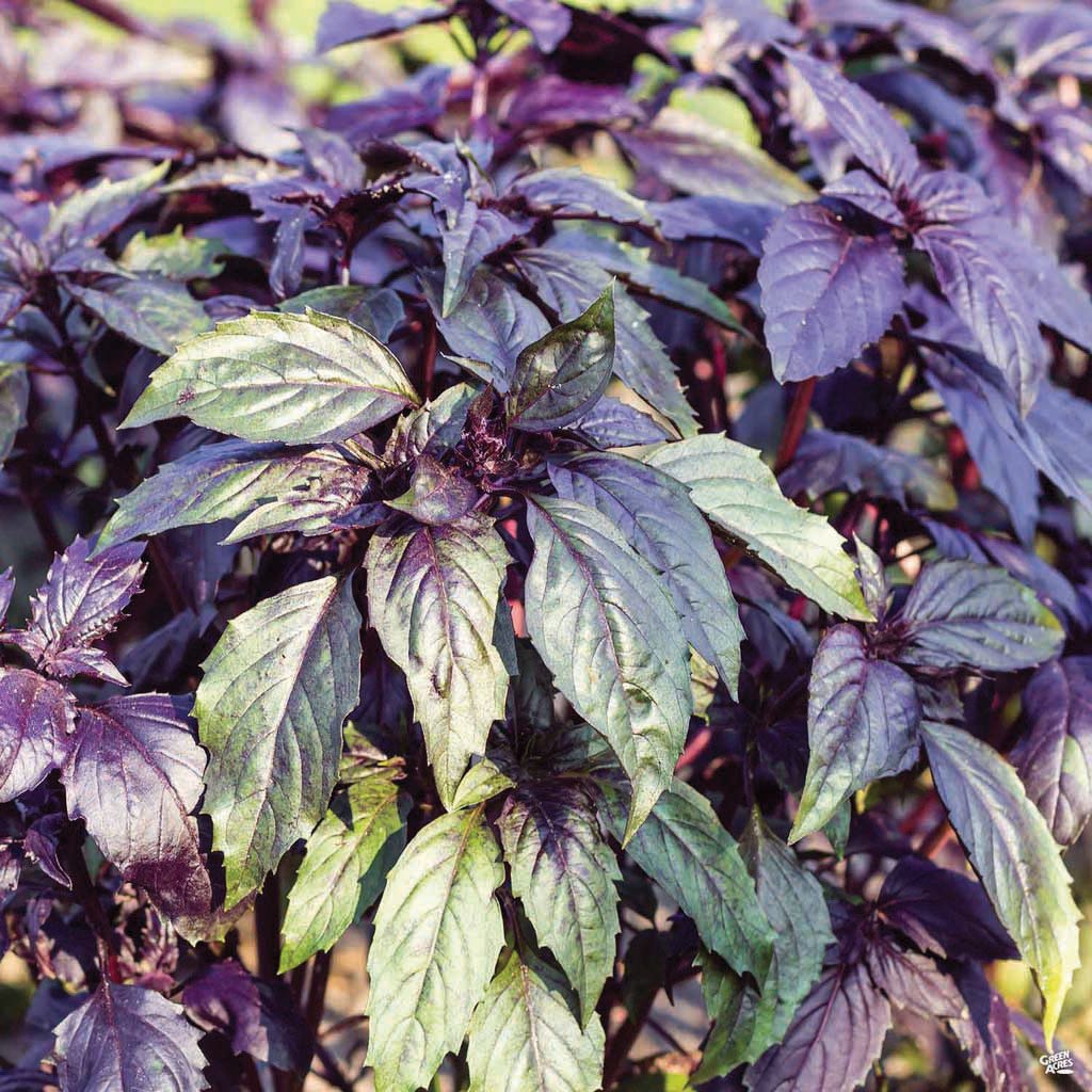 Dark Opal Basil seeds plant with purple burgundy leaves Seedtime Store on Tampa Home & Garden Store