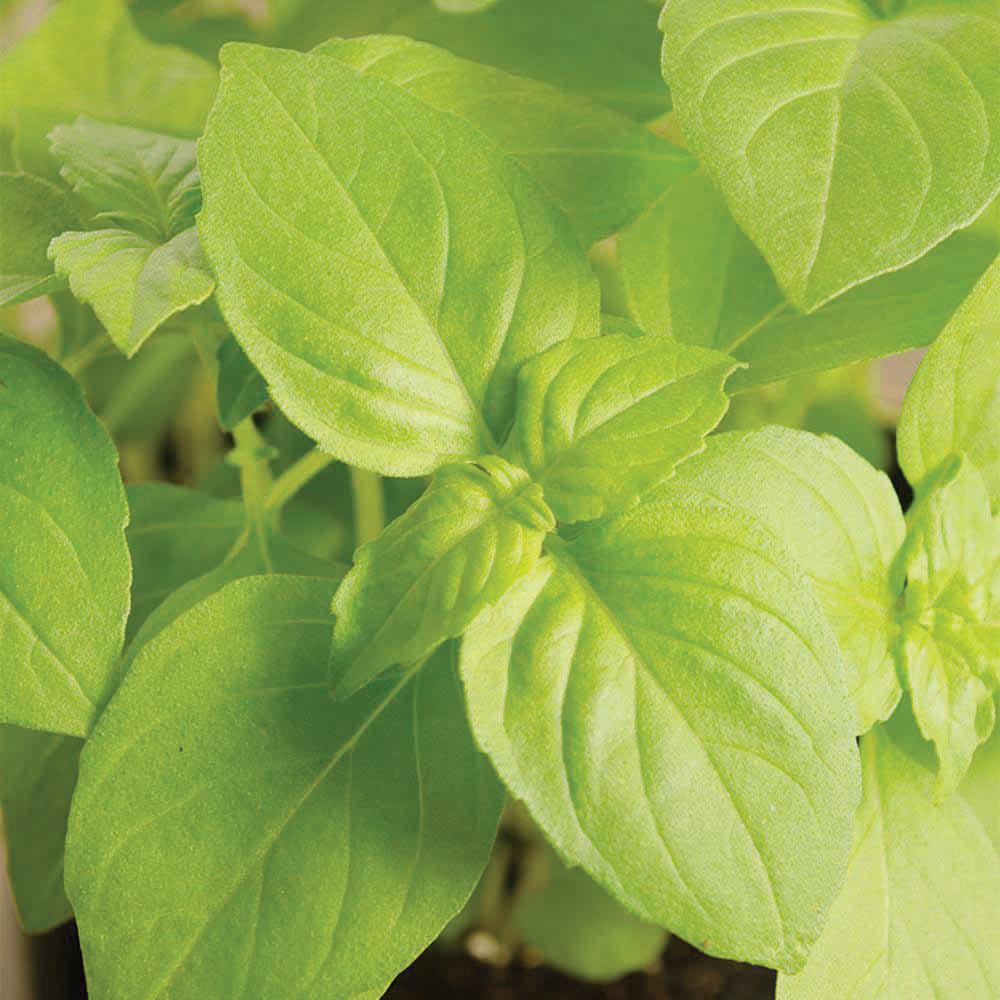 Lemon Basil Seeds plant with vibrant green leaves Seedtime Store on Tampa Home & Garden Store