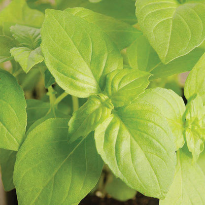 Lemon Basil Seeds plant with vibrant green leaves Seedtime Store on Tampa Home & Garden Store