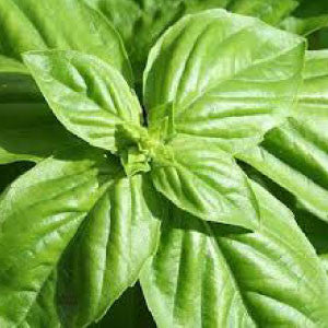 BASIL Seeds, Large Leaf Italian - Tampa Home & Garden Store