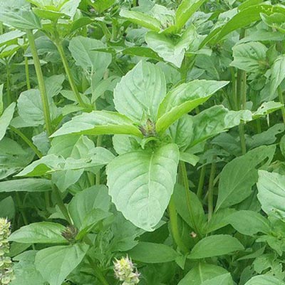 BASIL Seeds, Lemon - Tampa Home & Garden Store