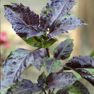 BASIL Seeds, Purple Ruffles - Tampa Home & Garden Store