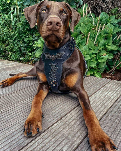 ''BATMAN'' HARNESS - Tampa Home & Garden Store