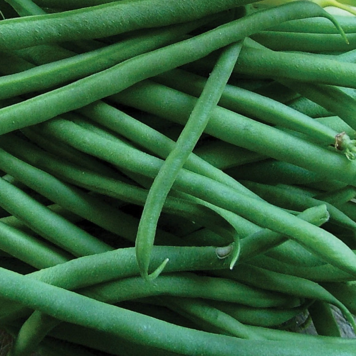 Jade Bean (Bush) seeds green Seedtime Store on Tampa Home & Garden Store