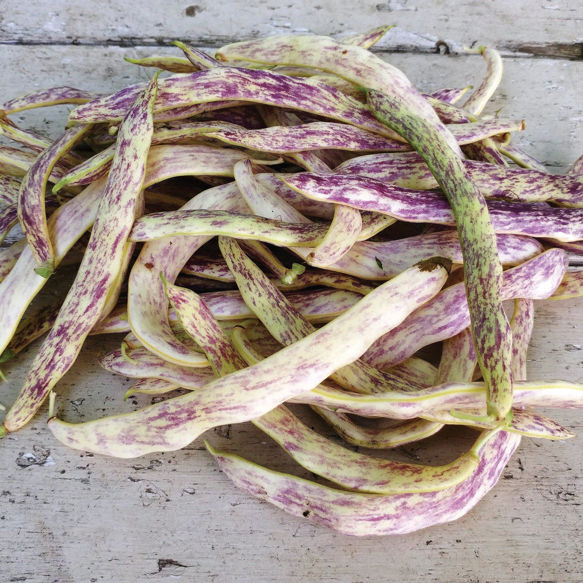 Dragon's Tongue bean seeds, purple-speckled long bush pods Seedtime Store on Tampa Home & Garden Store