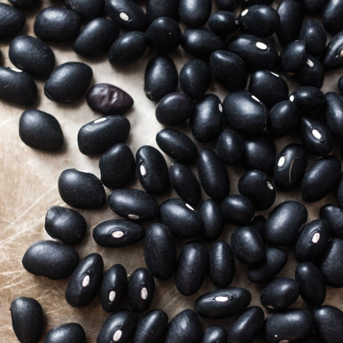 Midnight Black Turtle Bean seeds (Bush) black seeds with white hilum scattered on Tampa Home & Garden Store