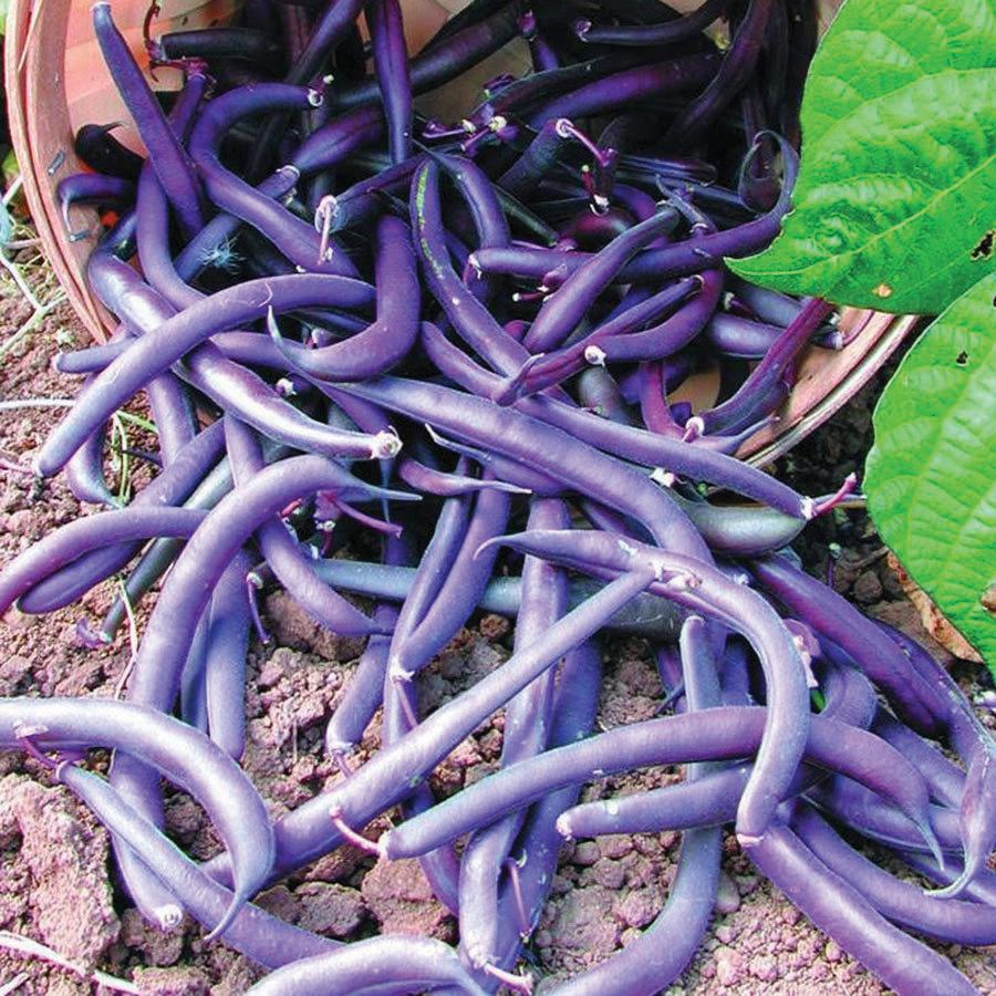 Royal Burgundy bean seeds purple bush beans spilling from a basket onto soil with green leaves on Tampa Home & Garden Store