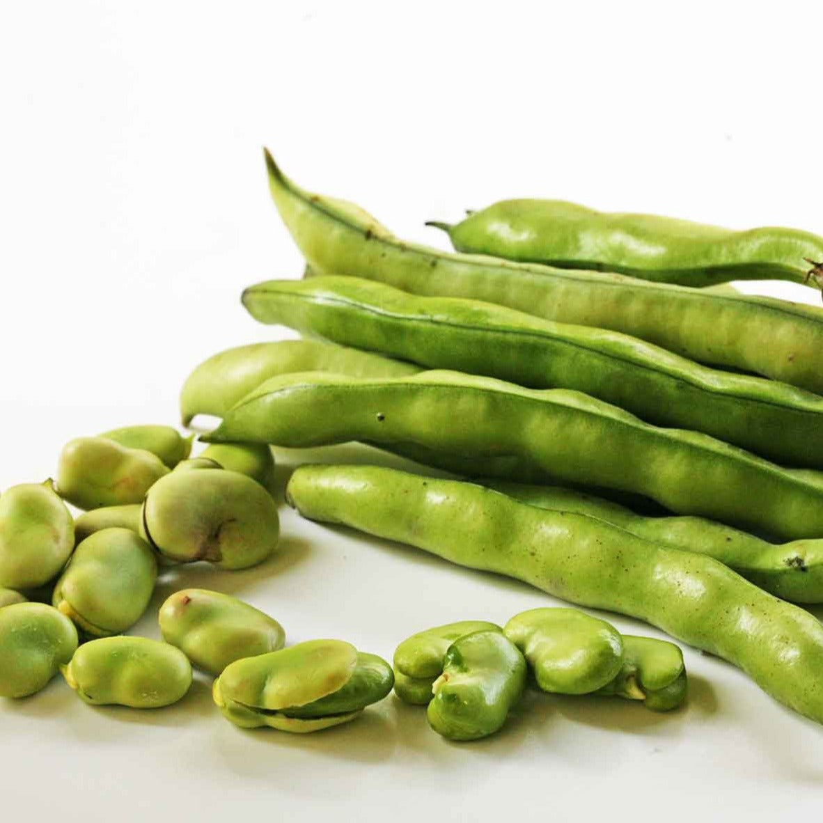 Broad Windsor fava bean seeds, green bush beans in pods and shelled beans, Seedtime Store on Tampa Home & Garden Store