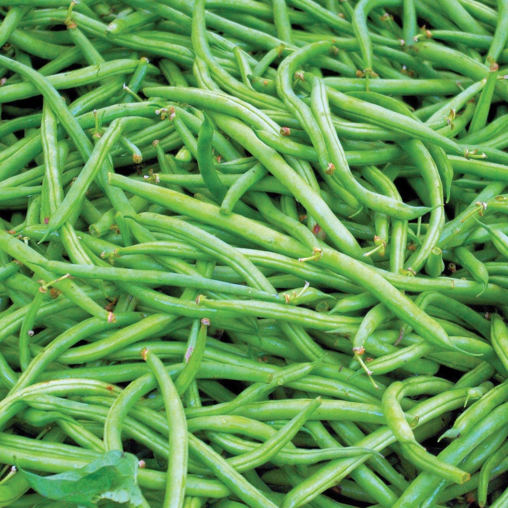 Contender Bush Bean seeds fresh green slender pods Seedtime Store on Tampa Home & Garden Store