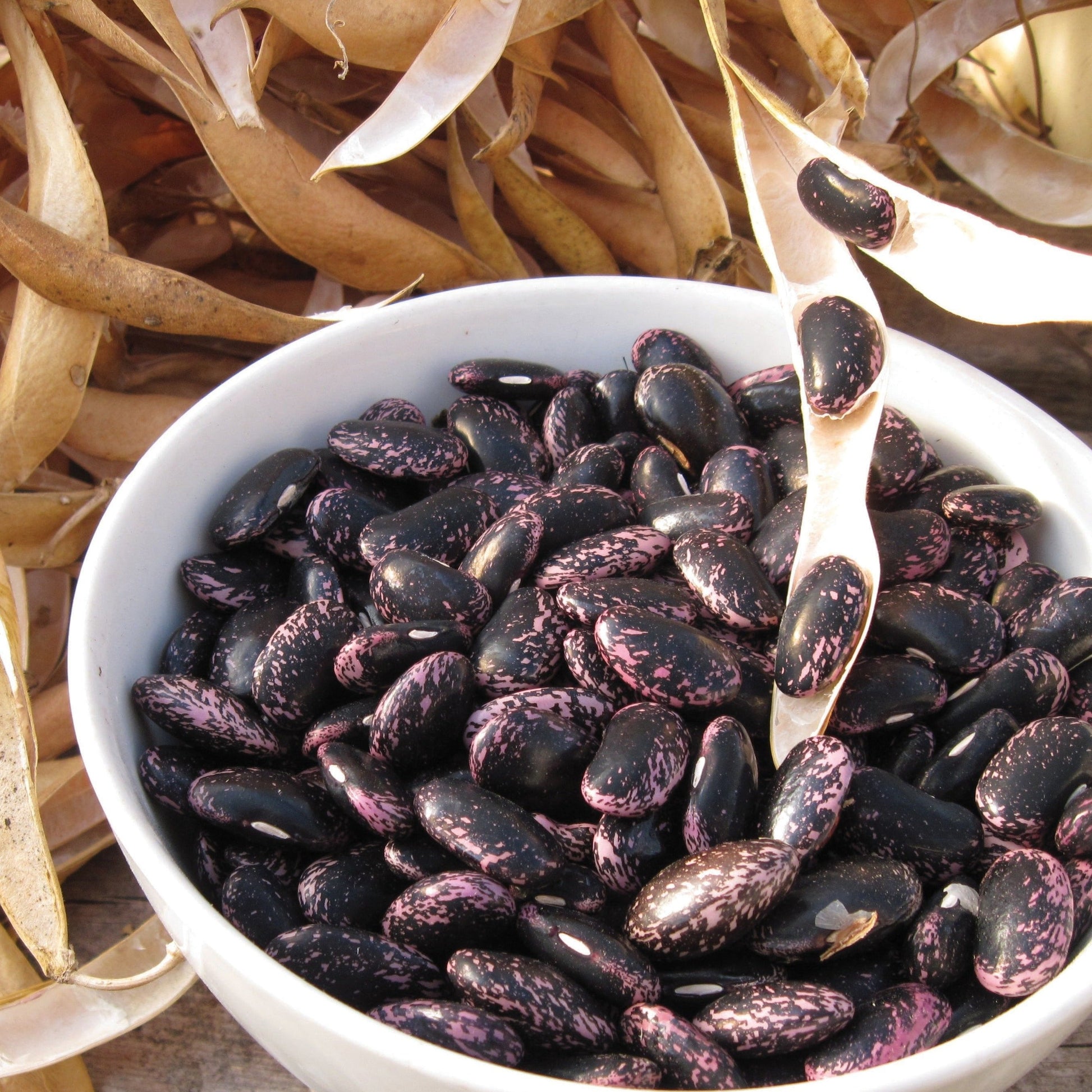 Sunset Runner Bean seeds in a white bowl; dark purple-black beans with pink speckles Seedtime Store on Tampa Home & Garden Store