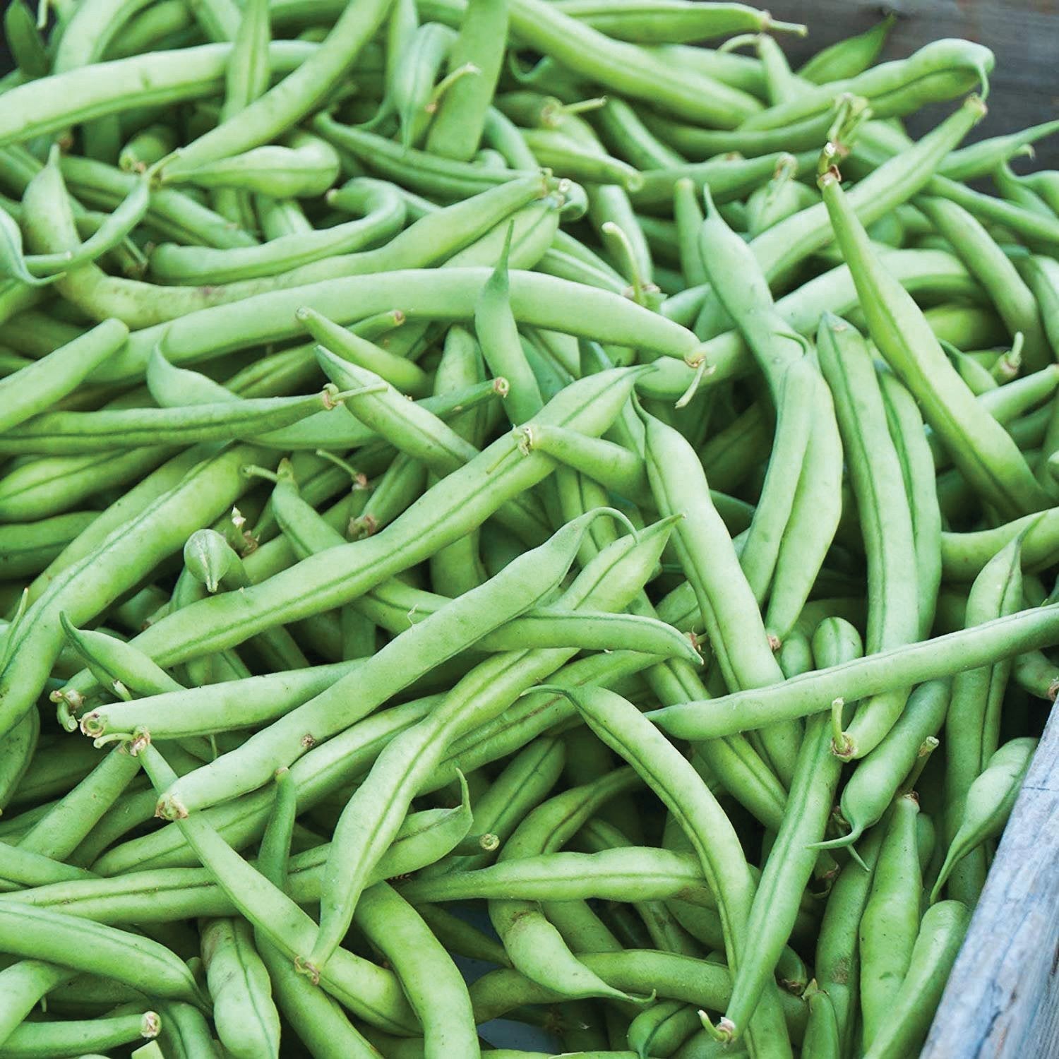Strike Bean (Bush) green bean seeds in fresh pods Seedtime Store on Tampa Home & Garden Store