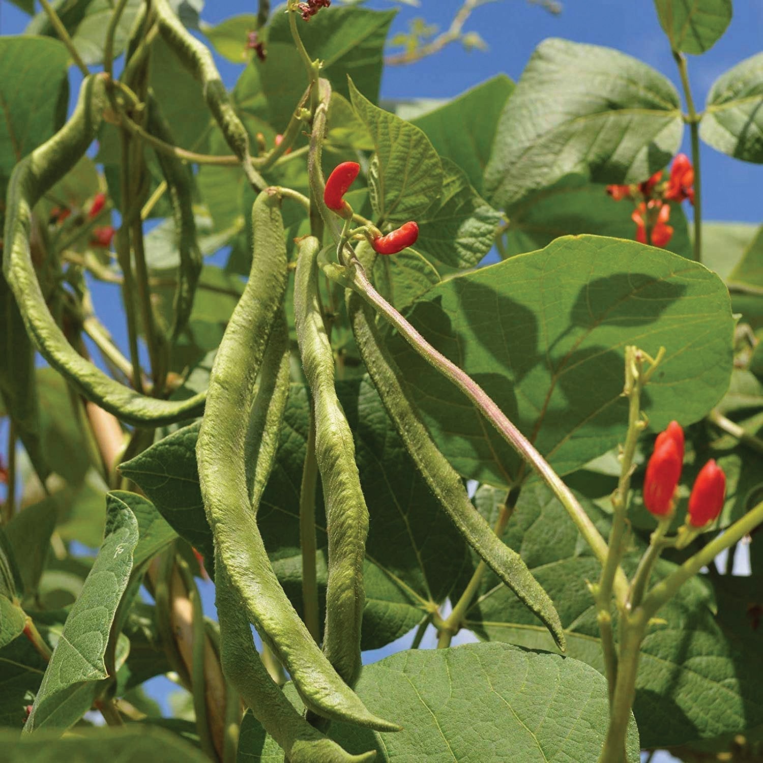 Scarlet Runner Bean seeds on a tall pole plant with green pods and red blossoms on Tampa Home & Garden Store
