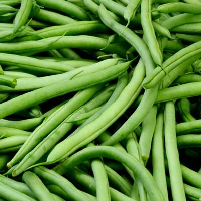 BEAN Seeds, Kentucky Blue Pole - Tampa Home & Garden Store