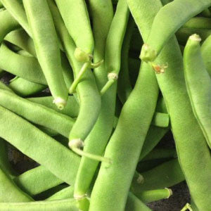 BEAN Seeds, Kentucky Wonder Pole - Tampa Home & Garden Store