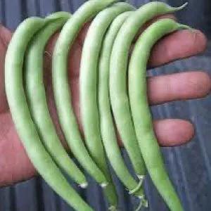 Slenderette bush bean seeds, green slender pods held in hand, heirloom bulk seeds on Tampa Home & Garden Store